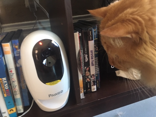 Cat looking at pet camera