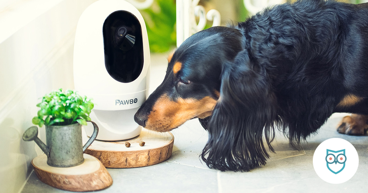 best dog security camera