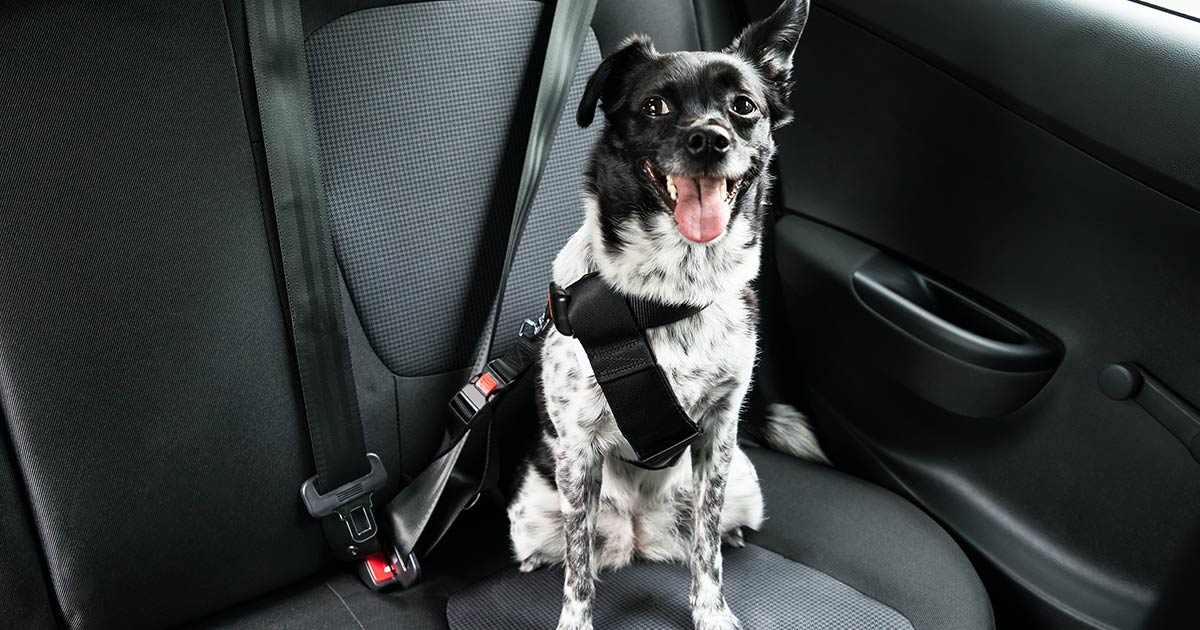 safest dog carrier for car