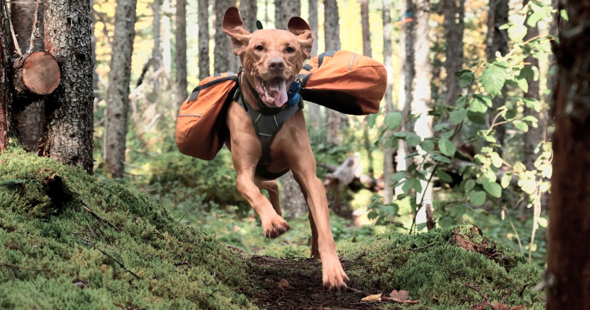 Best Outdoor Gear for Dogs of 2020 