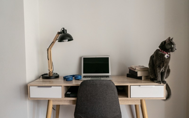 Cat Sitting on Desk