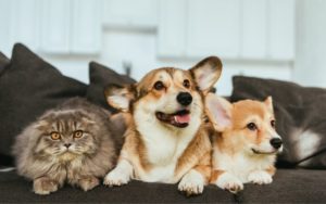dogs and cat on couch