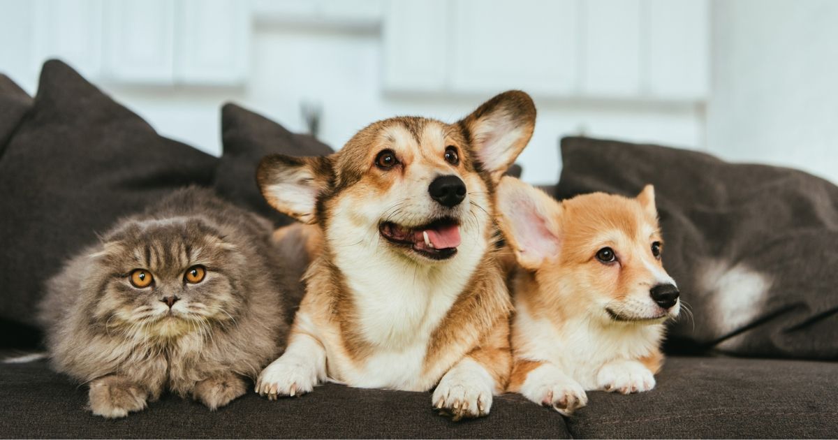 What Are Pet Immune Motion Detectors and How Do They Work?