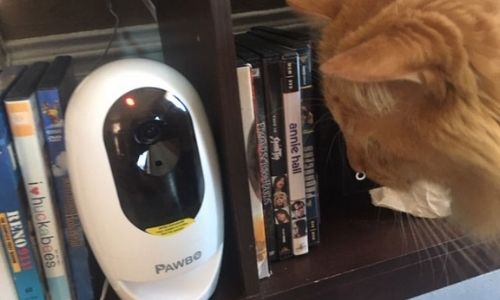 orange cat and pawbo camera