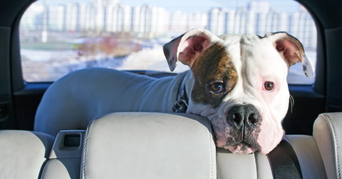 Best Pet Accessories for Your Car - Autotrader