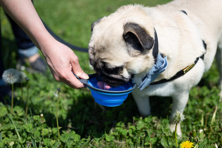 pug drinking water from collapsible bowl