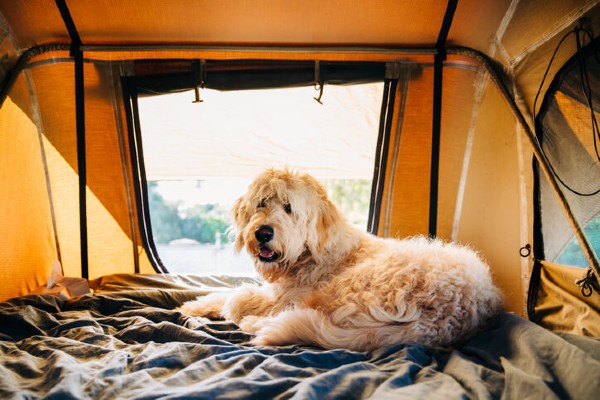 dog in tent camping