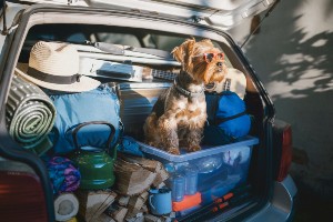 dog with shades on sitting in a car ready to go camping