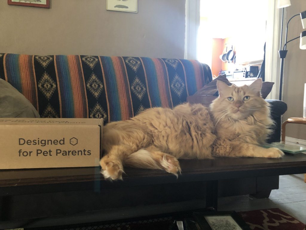 Lounging cat with box