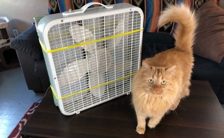 orange cat on a table next to homemade air purifier