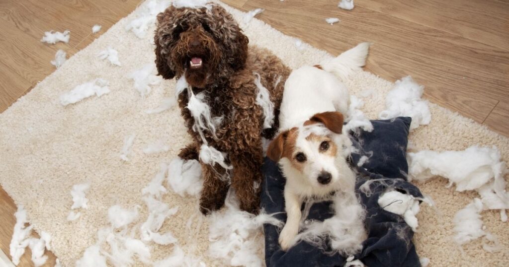 two dogs who have ripped open pillows with fluff all over the floor