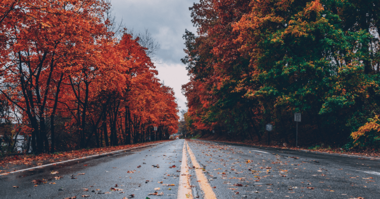 Road and colorful fall trees