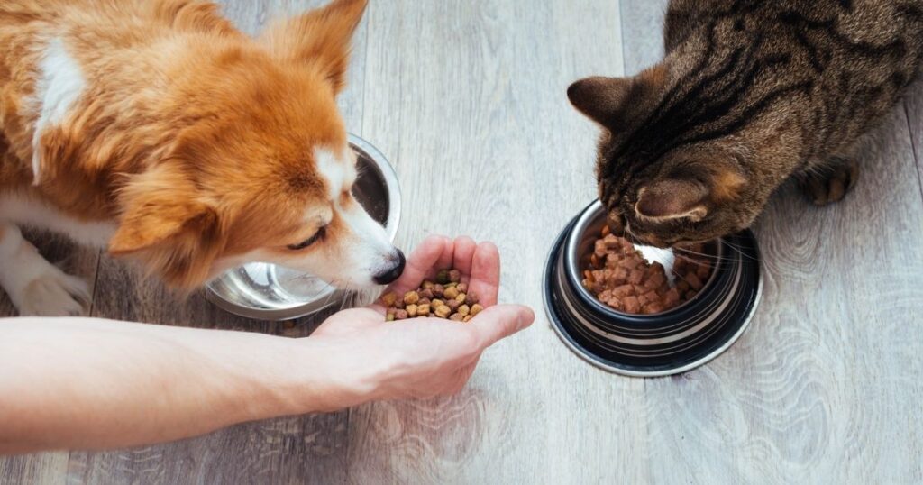 owner feeding pet dog and cat