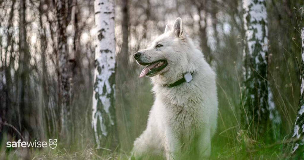 white-dog-wearing-gps-tracker