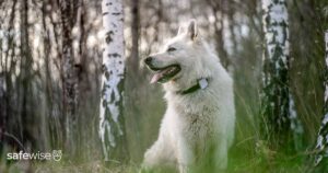 white-dog-wearing-gps-tracker
