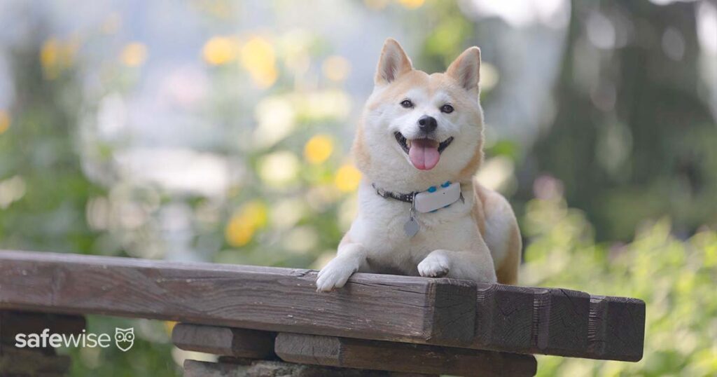 dog-sitting-outside-with-tractive-gps-around-collar