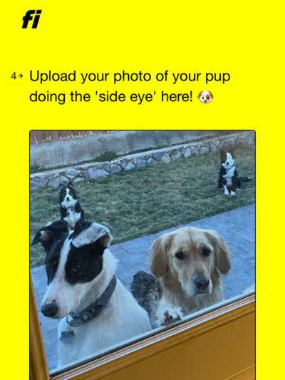 Screenshot from the Fi app showing a black and white border collar in a window with the Fi collar on. A golden retriever is next to the collie.