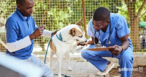 two veterinarians assessing dog outdoors
