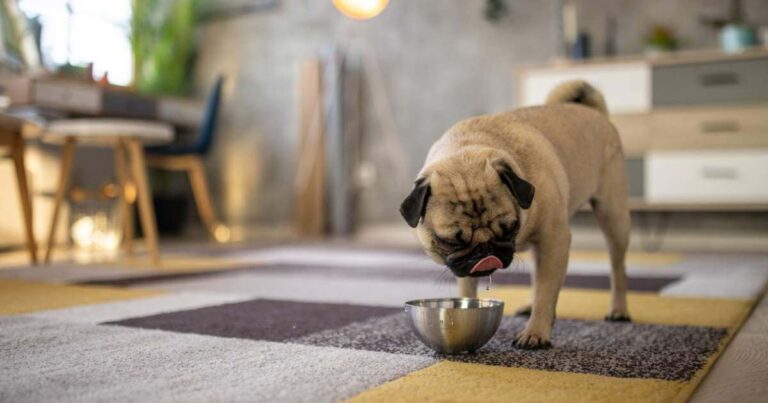 A pug drinking water from a bowl in a living room