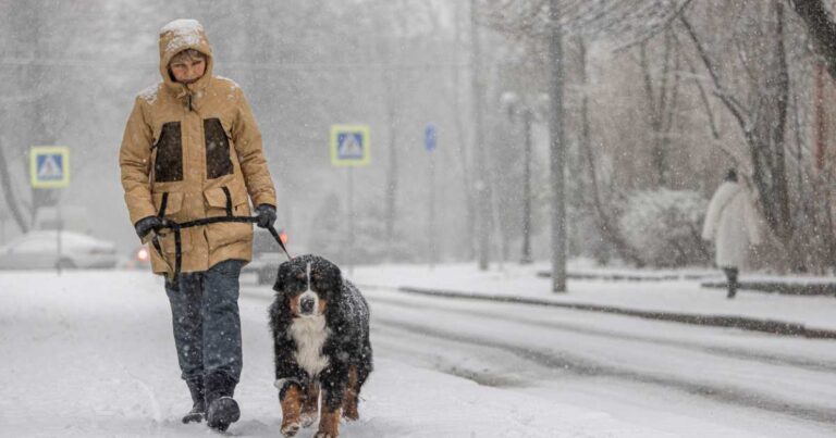 A middle-aged woman wearing a yellow winter jacket is walking with a Bernese mountain dog along a snowy street.