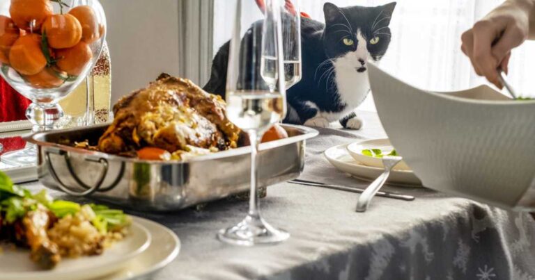 The cat on a table with chicken with tangerines and the glasses of champagne