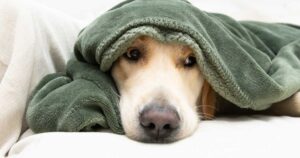 Cute golden retriever dog covered with a green blanket due to illness.