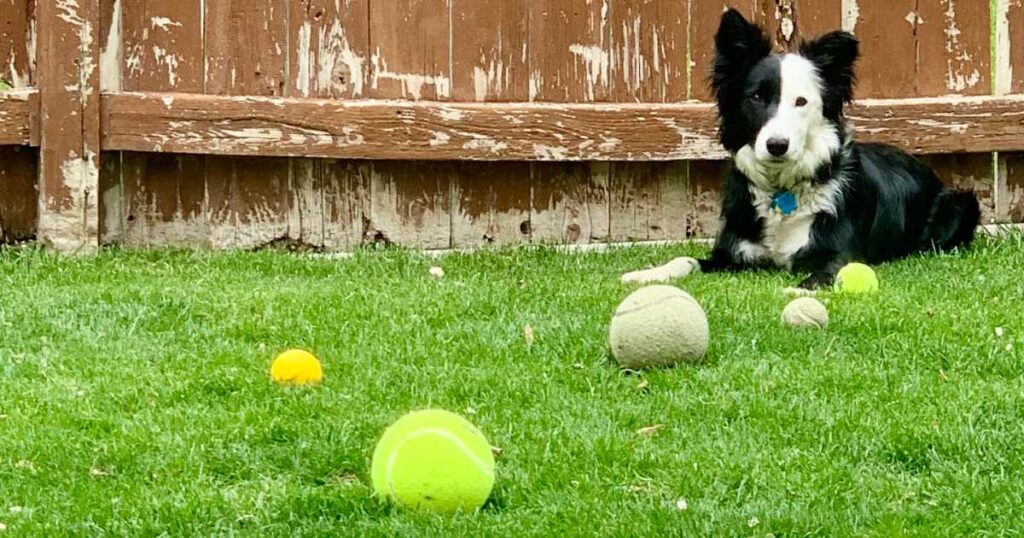 Black and white border collie sitting near a fence on grass with multiple balls in front of him.