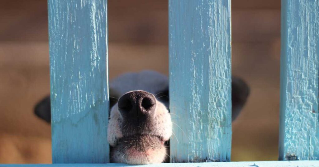 puppy peeking nose through wooden fence bars