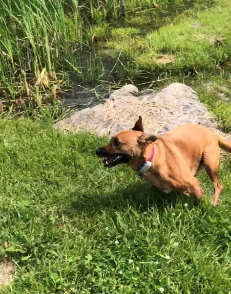 The author's dog running through a grassy field while wearing a Tractive GPS tracker on its collar.