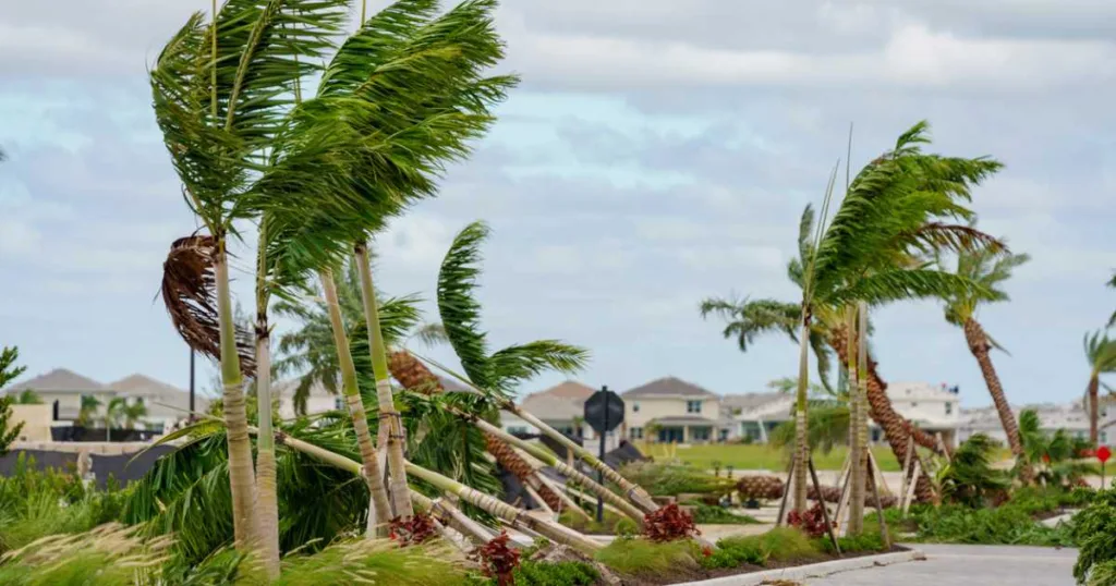 Trees fallen from tornadoes caused by Hurricane Milton Palm Beach Gardens Florida