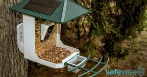 Bird feeder attached to a tree. Solar panels on the roof powers a camera for live viewing and recording using Wi-Fi.