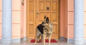 A German Shepherd standing in front of a door of a house