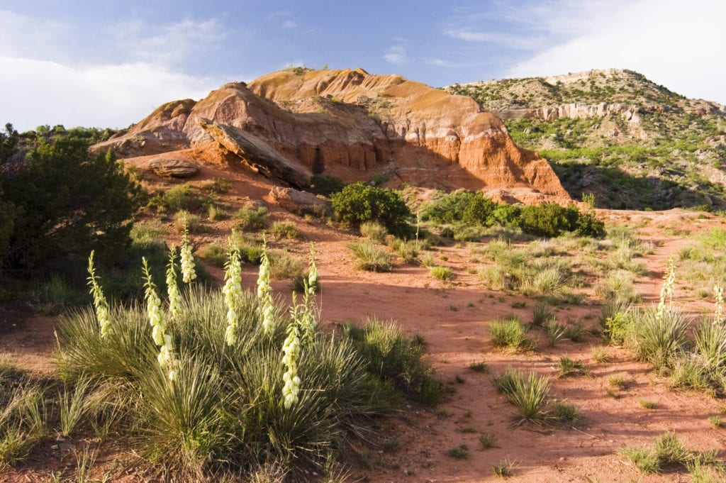 wildflowers in Palo Duro Canyon State Park in Texas