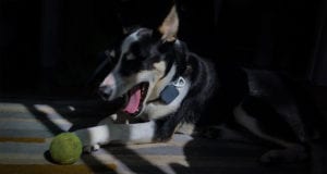 Dog wearing a Whistle GPS dog tracker.