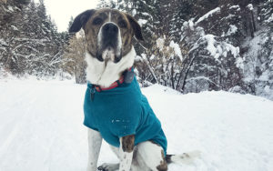dog with gps tracker in snow