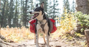 dog wearing safety gear on hiking trail